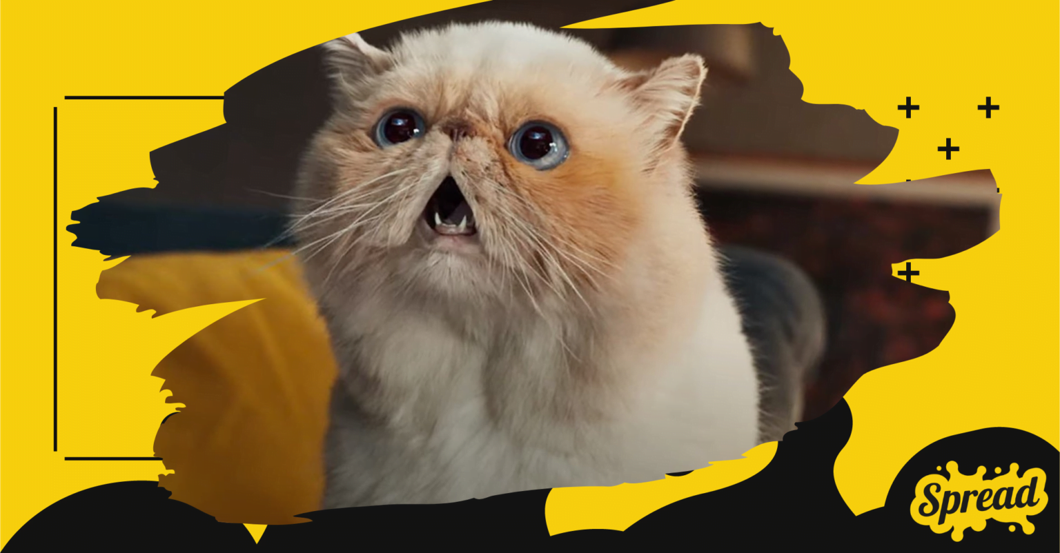 Samsung Latest Ad Campaign Goes to Great Lengths to Impress a Grumpy Feline